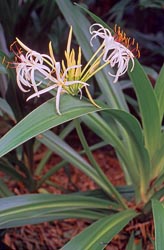 crinum asiaticum thumbnail graphic